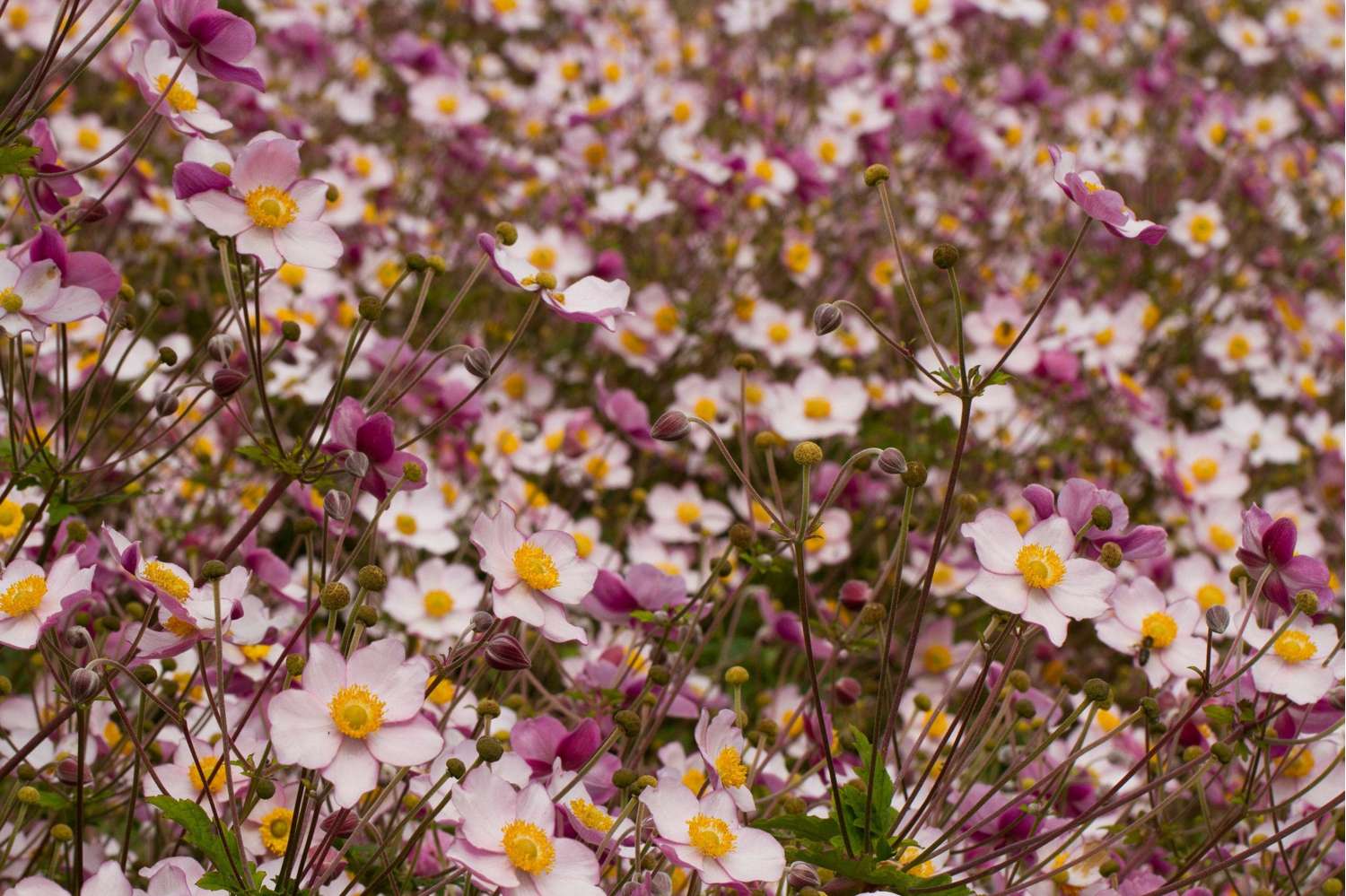 Tarhasyysvuokko Hupehensis 'September Charm'